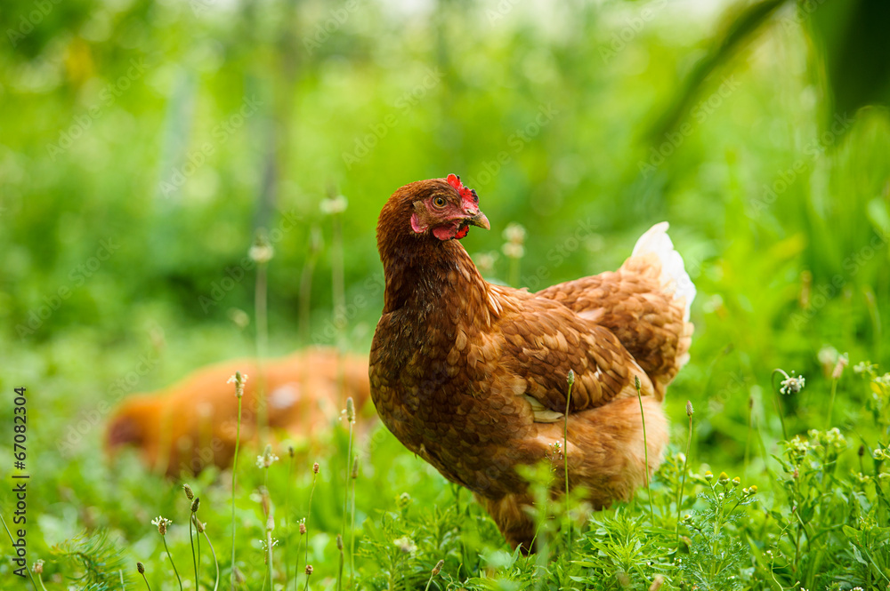 Fototapeta premium chicken