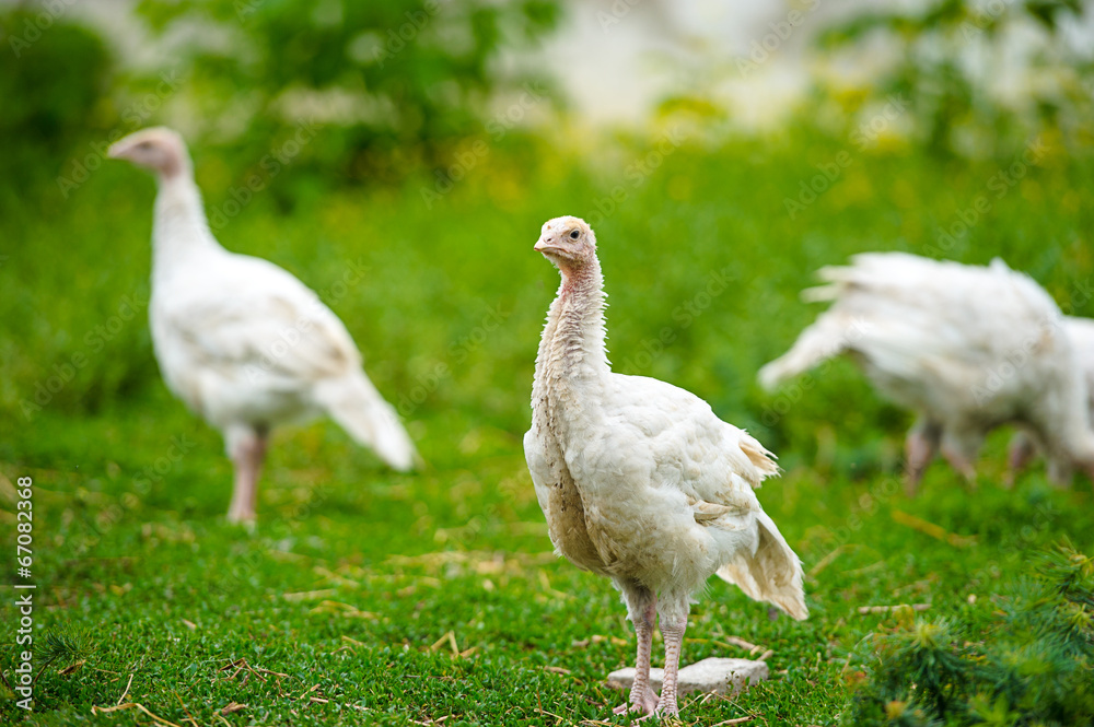 turkeys turkeys
