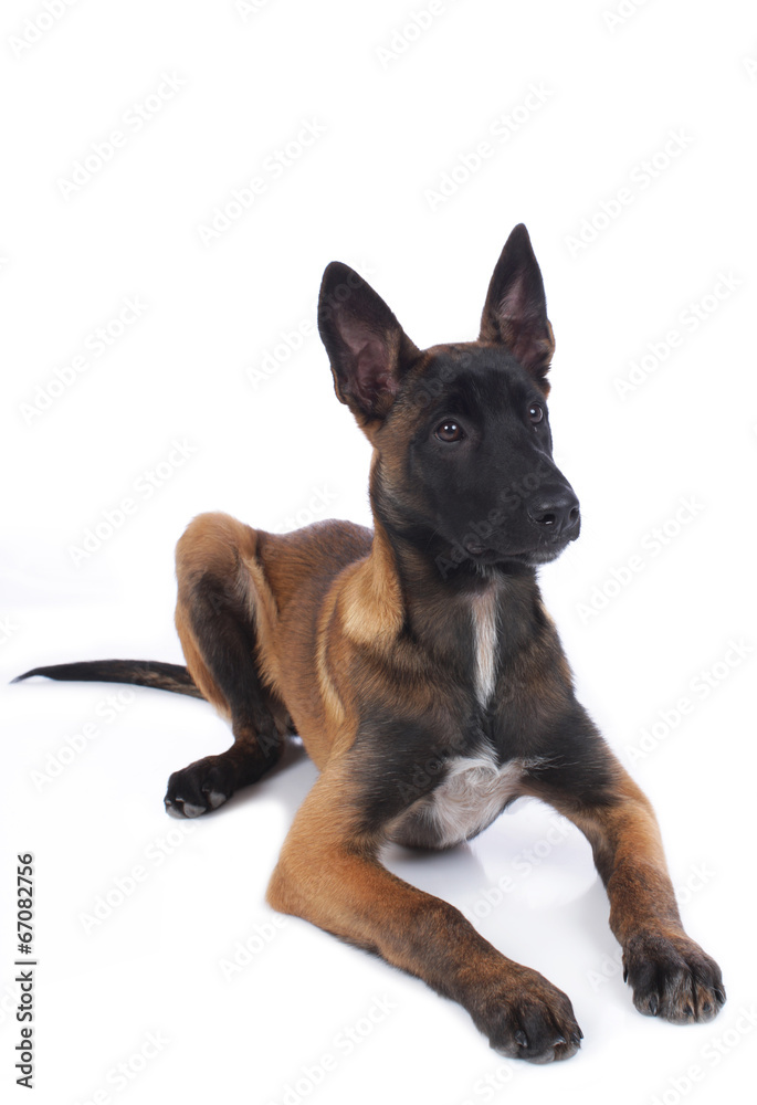 Fototapeta premium Malinoiswelpe auf weißem Hintergrund