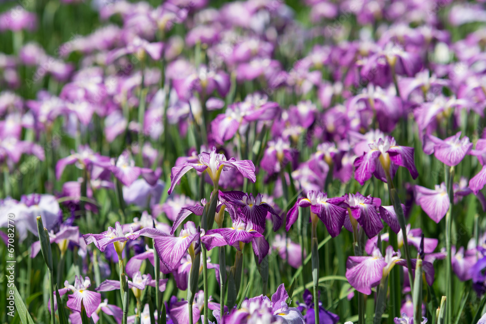 花菖蒲 花菖蒲