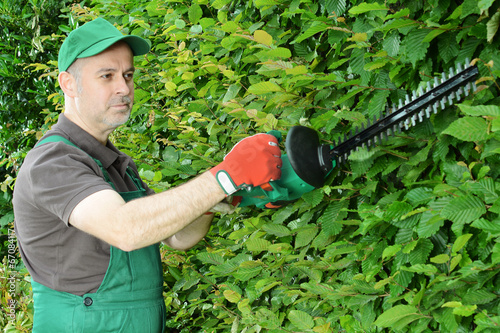 Gärtner schneidet Hecke mit Heckenschere photo