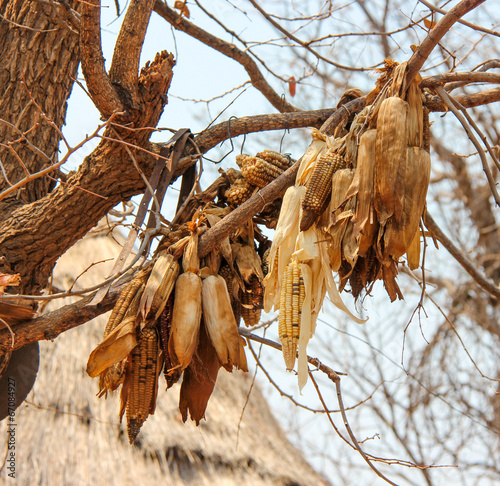 dried corn cobs in a village in Zimbabwe