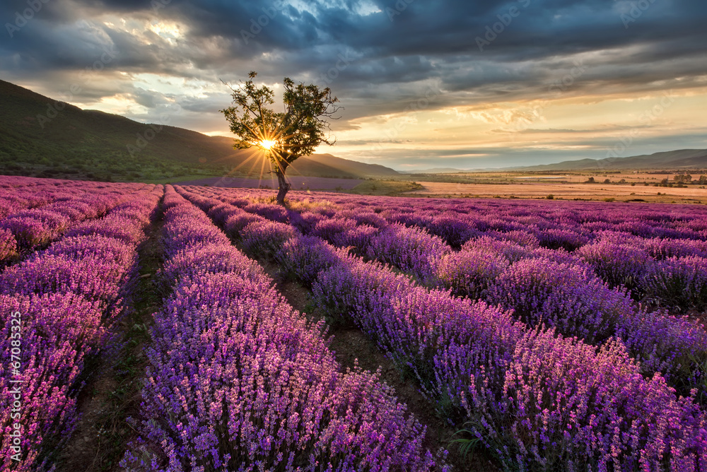 Stunning landscape with lavender field at sunrise - obrazy, fototapety, plakaty 