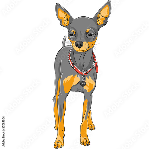 vector sketch dog Chihuahua breed © Kavalenkava
