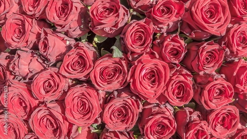 Fototapeta Naklejka Na Ścianę i Meble -  many red roses