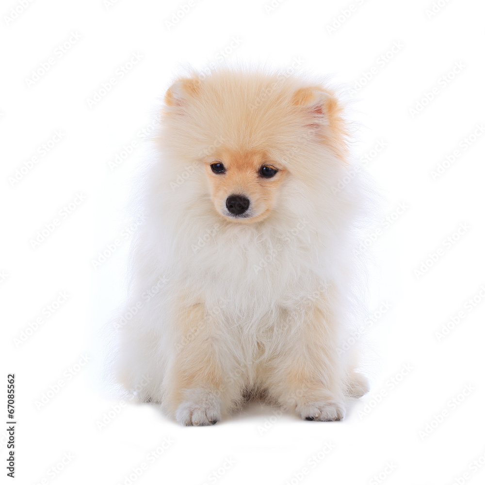 White pomeranian puppy dog isolated on white background