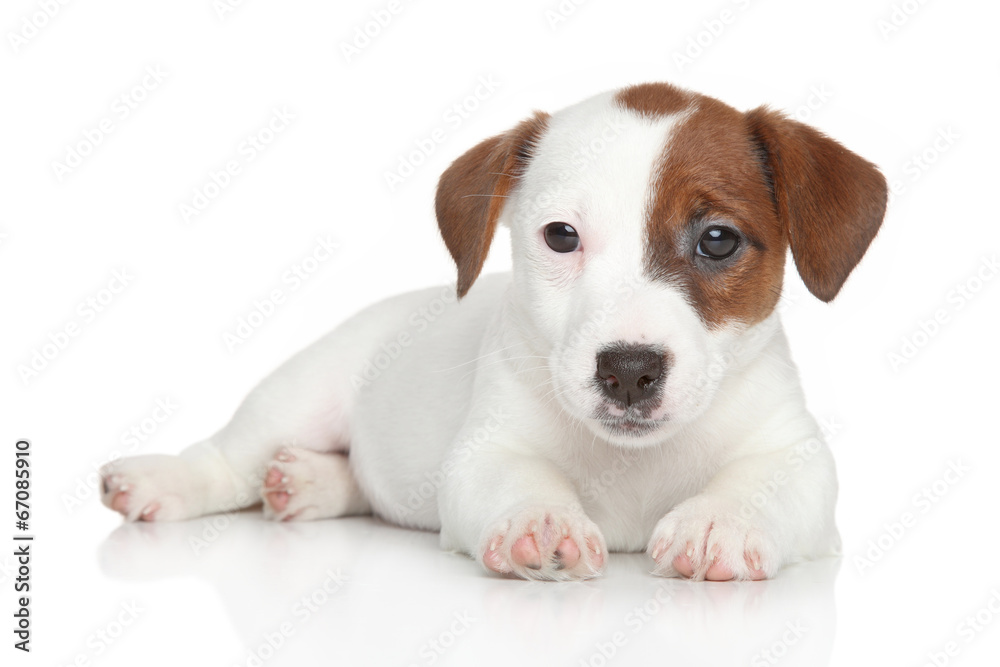 Jack Russell puppy lying