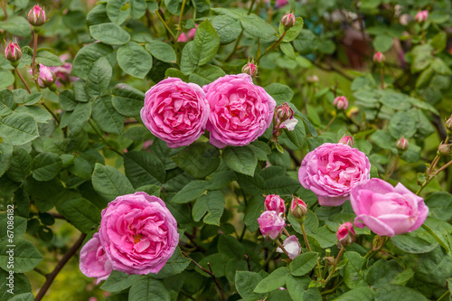 Rosa Centifolia photo
