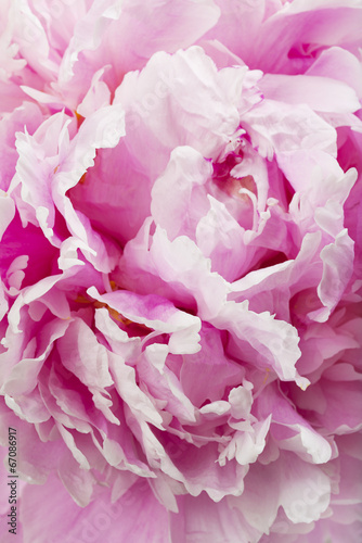 Pink peony flower  close-up