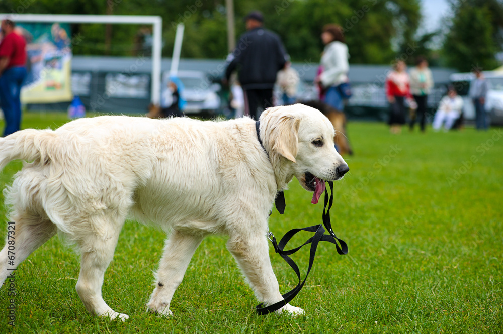 Dog on green grass