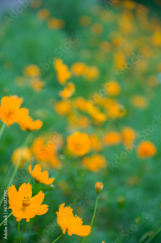 Fototapeta Naklejka Na Ścianę i Meble -  黄色の花