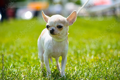 Dog on green grass
