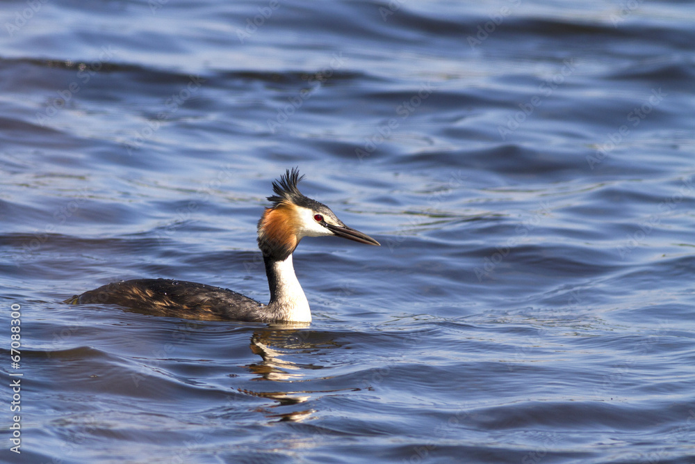 Great crested grebe (Podiceps cristatus) Great crested grebe (Podiceps cristatus)