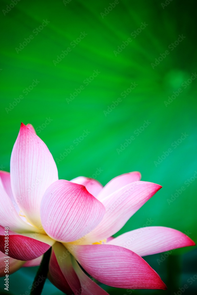 Fototapeta premium beautiful pink waterlily or lotus flower in pond