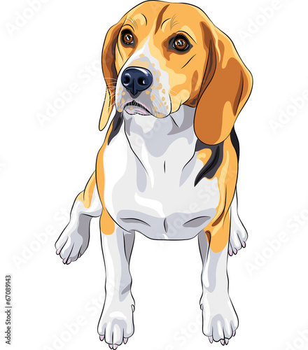 vector sketch dog Beagle breed sitting