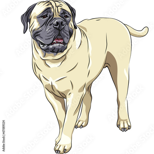 vector sketch portrait of the domestic dog breed Bullmastiff sta