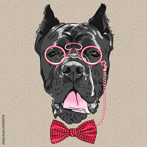 vector funny cartoon hipster dog Cane Corso