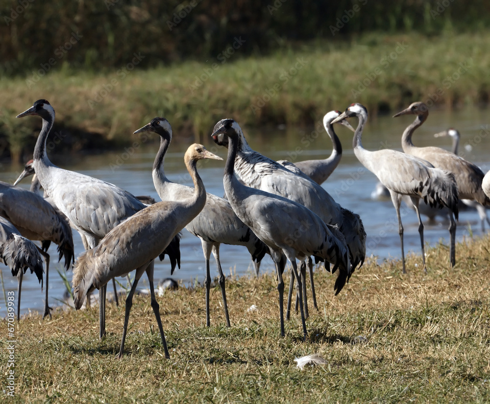 Obraz premium Cranes