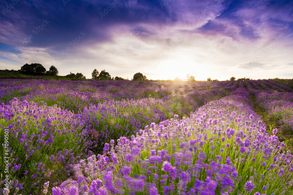 Obraz premium Lavender field