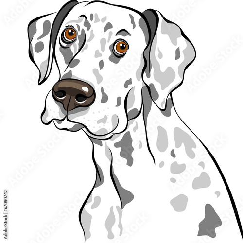 vector sketch dog Dalmatian breed closeup portrait