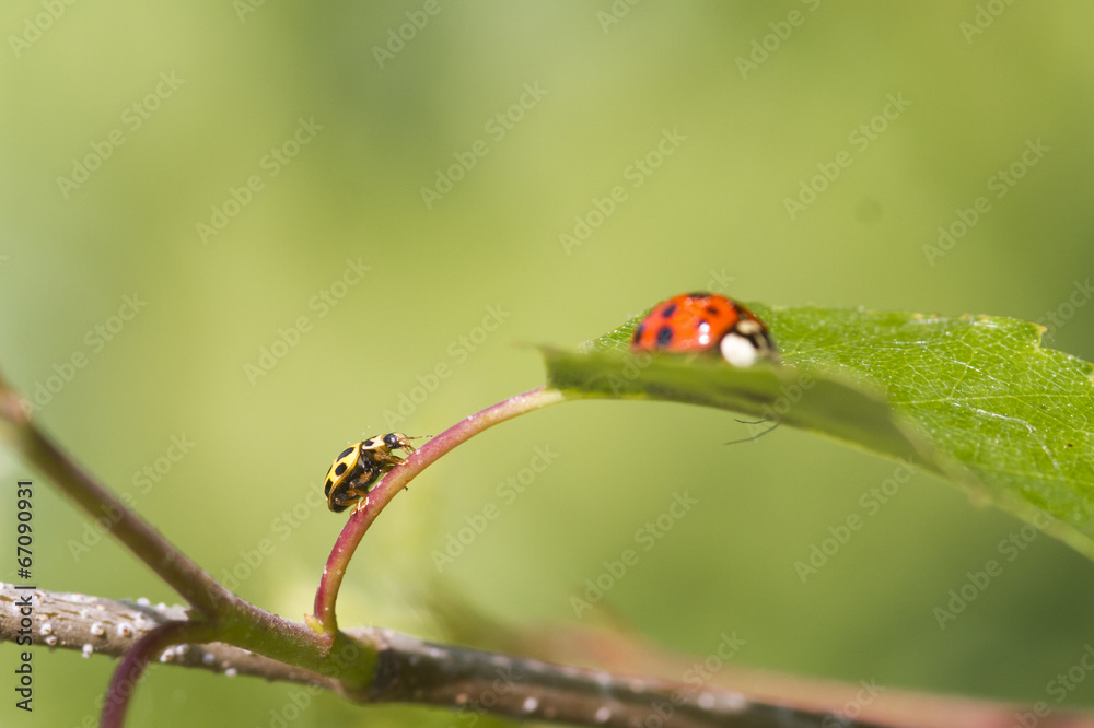 ladybird