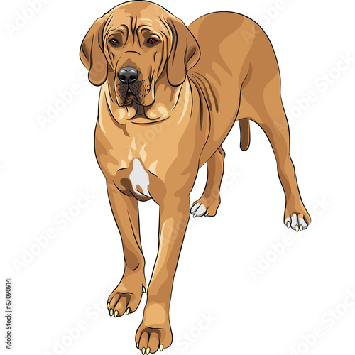 vector sketch domestic dog fawn Great Dane breed