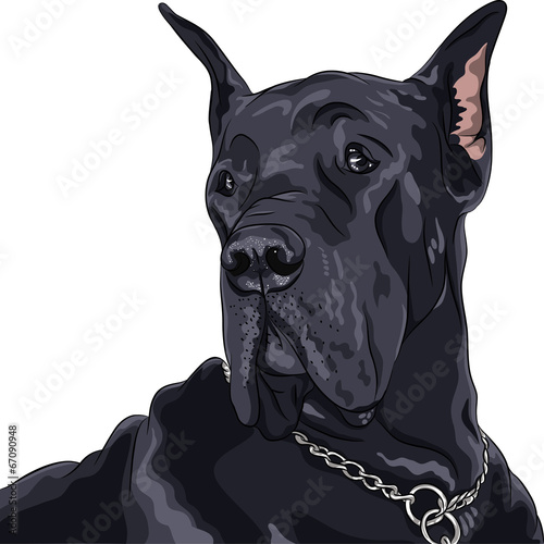 vector sketch domestic dog black Great Dane breed