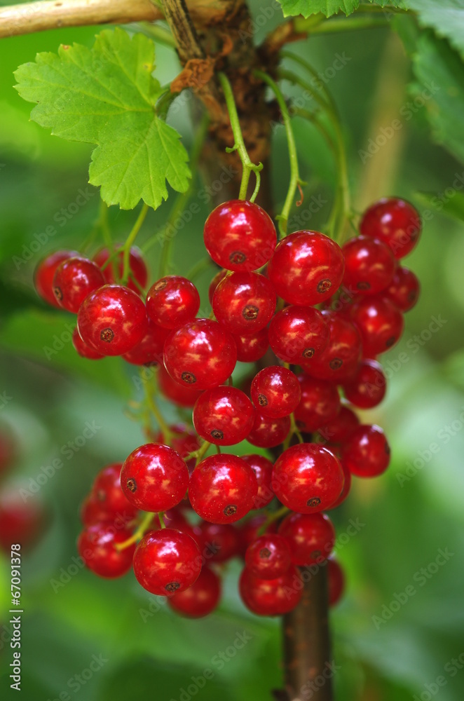red currants on shrub red currants on shrub