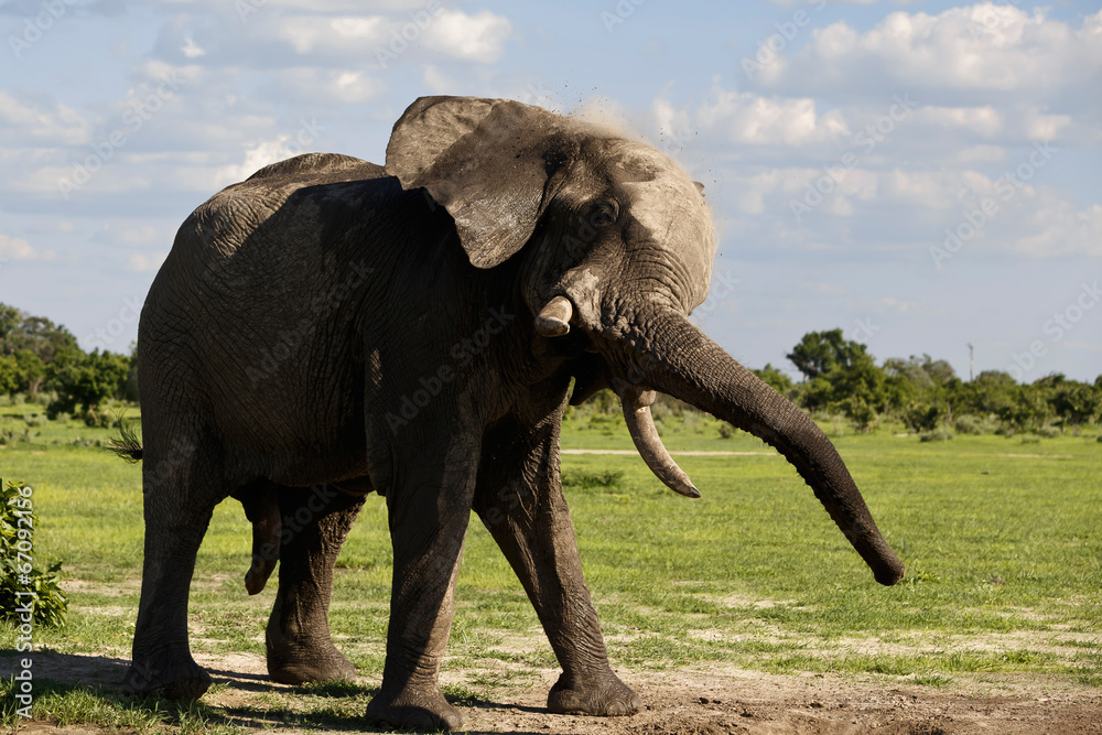 Fototapeta premium Elefant schüttelt sich