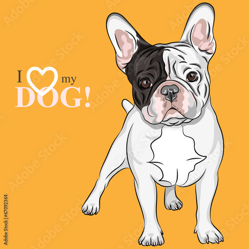 vector sketch domestic dog French Bulldog breed