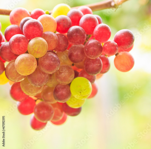 Grapes