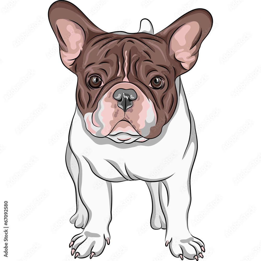 Fototapeta premium vector sketch domestic dog French Bulldog breed