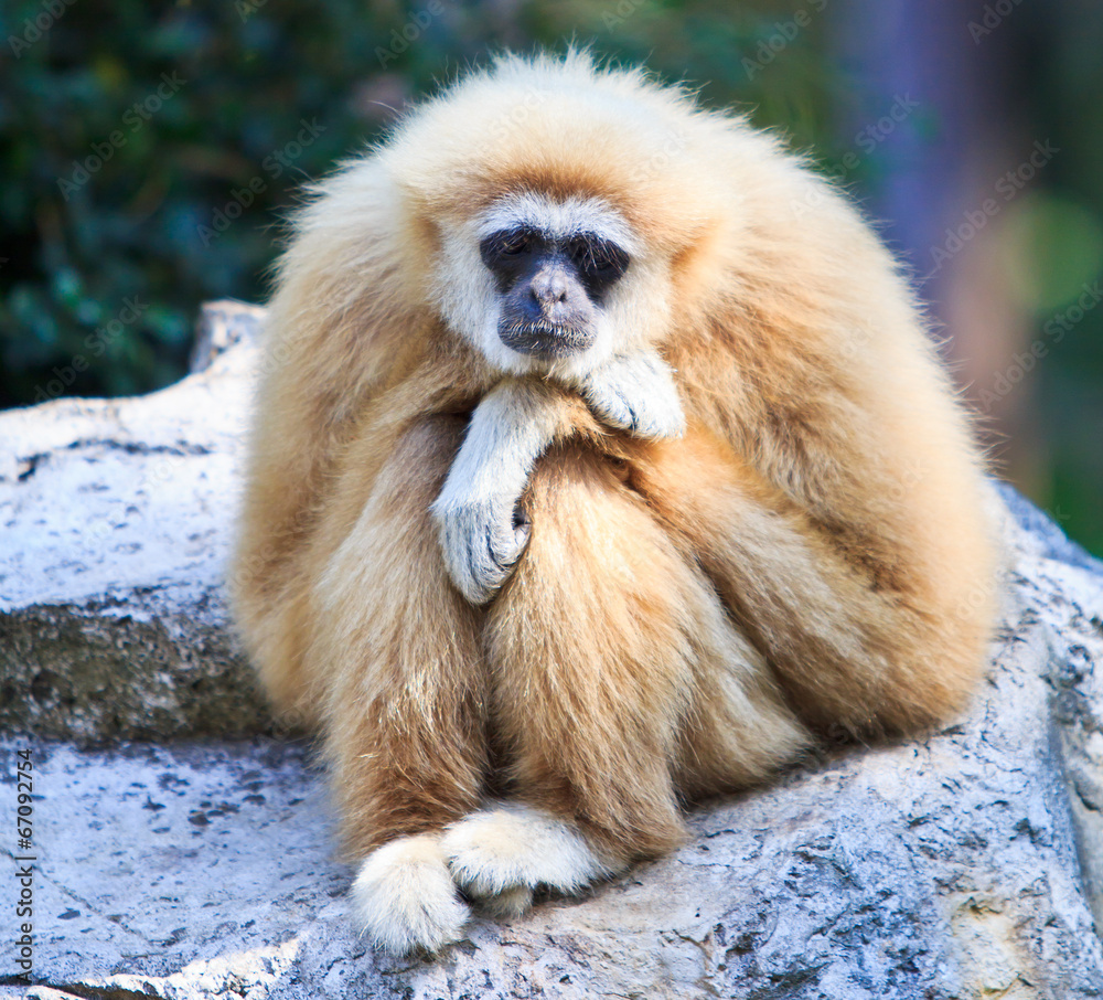 Obraz premium Gibbon