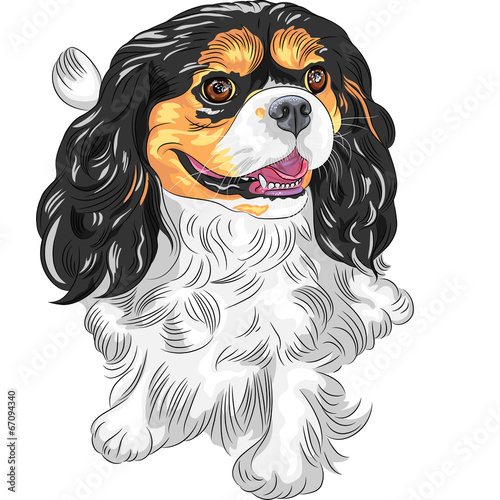 Vector color sketch of the dog Cavalier King Charles Spaniel bre