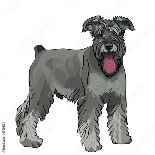 vector Miniature Schnauzer dog with his tongue hanging out