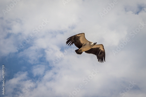 Le vol des vautours photo