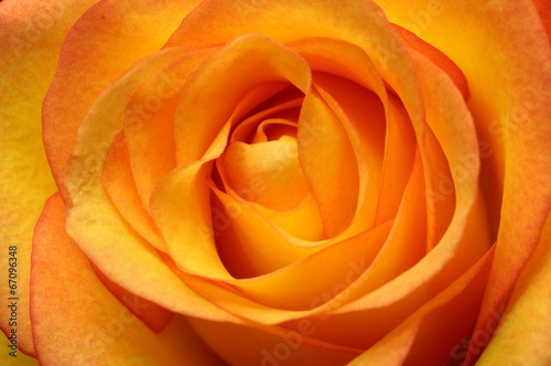 Close up of orange rose flower