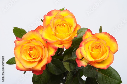 Close up of orange rose flower