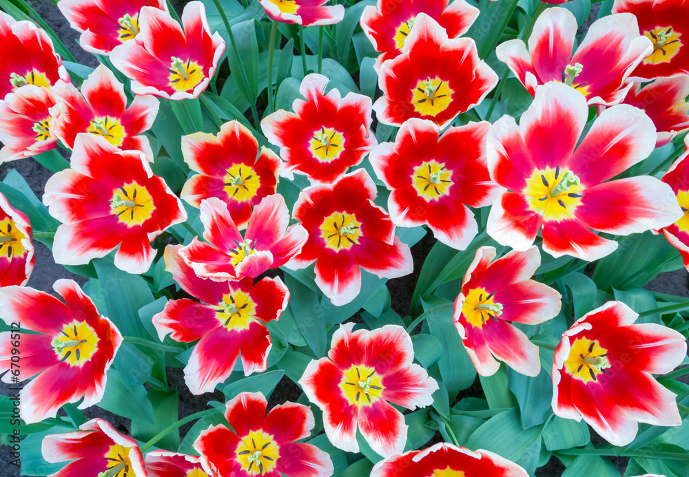 Group with red or white tulips