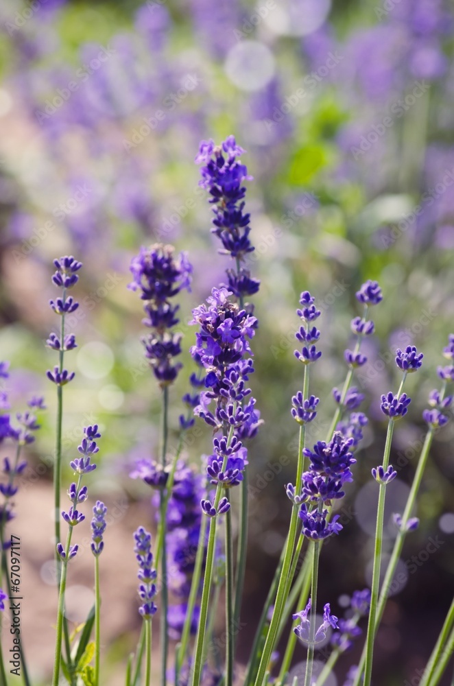 Obraz premium Lavender