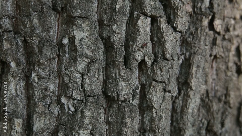 ants on the bark ants on the bark