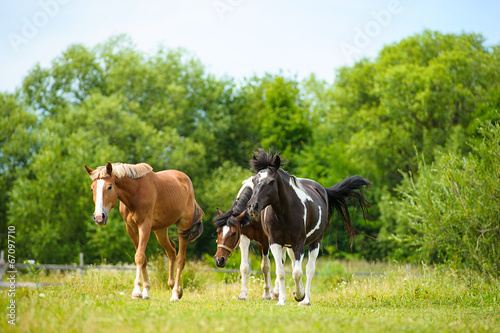 Horse in meadow. Summer day