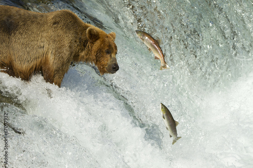 grizzly catching salmon