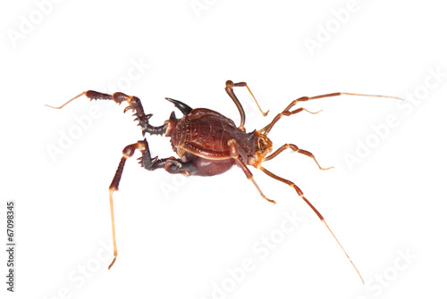 daddy-long-legs isolated on white background