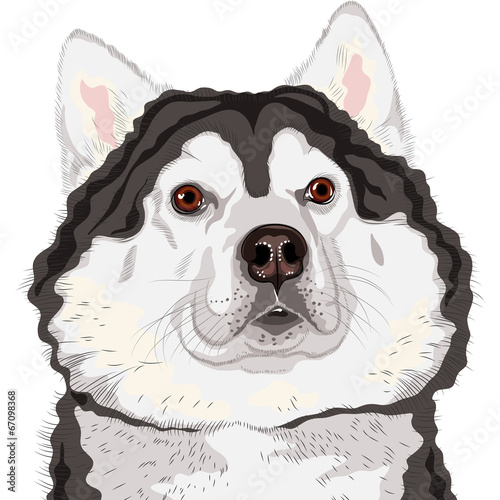 vector closeup portrait of a dog  Alaskan Malamute breed