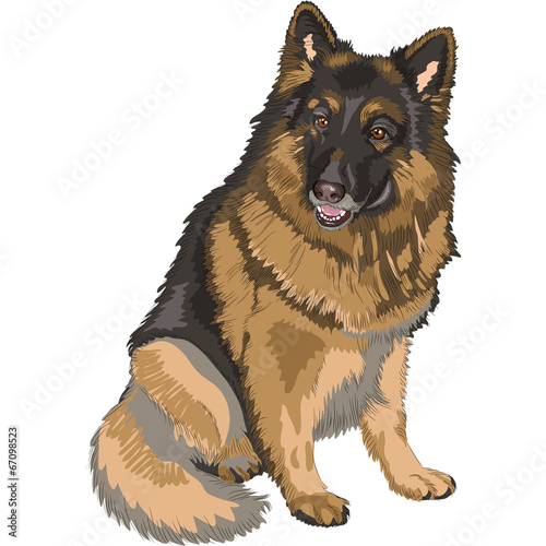 vector color sketch dog German shepherd breed