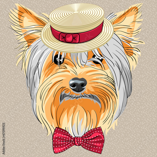 vector funny cartoon hipster dog Yorkshire Terrier