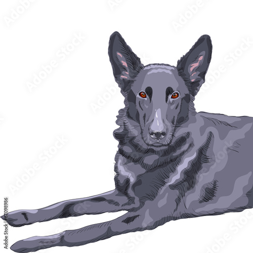 vector color sketch dog German shepherd breed