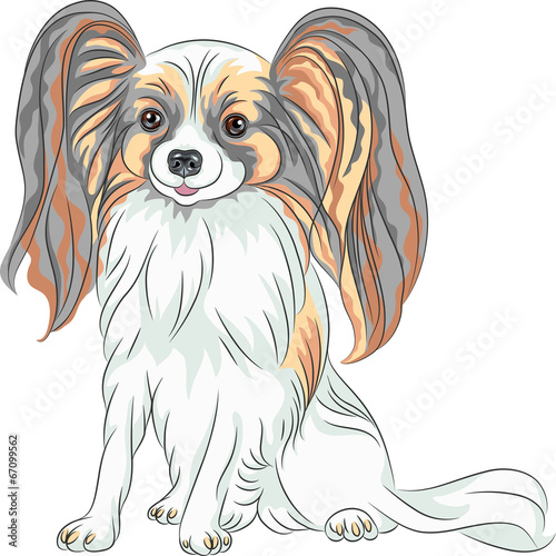 vector pedigreed dog Papillon breed