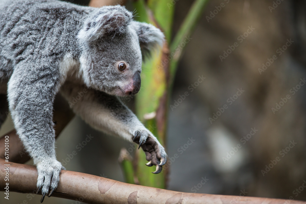 Fototapeta premium Koala on a tree with bush green background